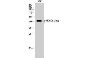 Western Blotting (WB) image for anti-Histone Deacetylase 8 (HDAC8) (pSer39) antibody (ABIN3179448) (HDAC8 antibody  (pSer39))