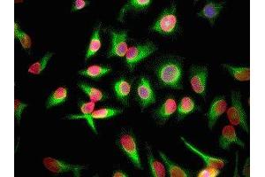 Immunofluorescence of HeLa cells showing strong nuclear lamina staining of lamin A/C in red and vimentin ( ABIN361371) in green. (Lamin A/C antibody)