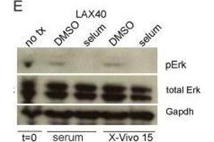 Western Blotting (WB) image for anti-Glyceraldehyde-3-Phosphate Dehydrogenase (GAPDH) antibody (ABIN2857072)