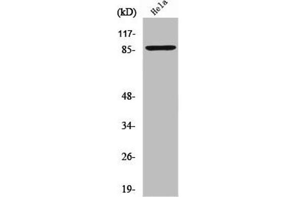 ZNF337 anticorps  (Internal Region)