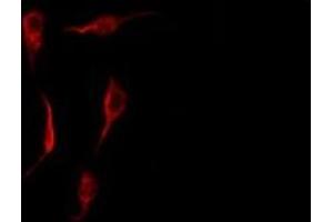 ABIN6278289 staining HepG2 by IF/ICC. (S100P antibody  (Internal Region))