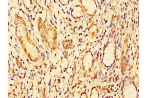 DBR1 antibody  (AA 1-220)