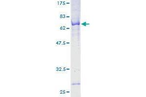 POC1A Protein (AA 1-364) (GST tag)