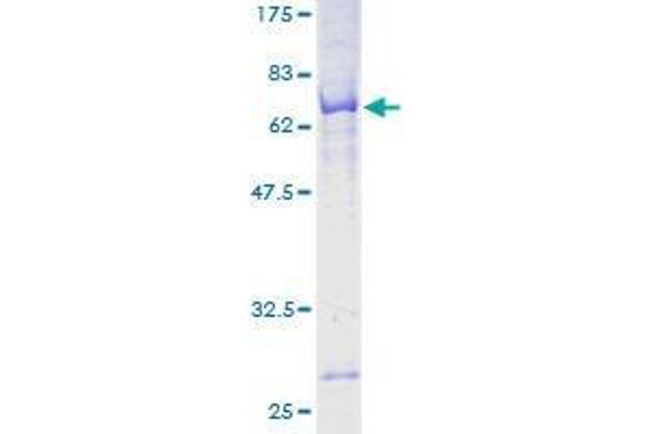 POC1A Protein (AA 1-364) (GST tag)