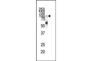 Western blot analysis of anti-EphA1 N-term Pab in HeLa cell lysate. (EPHA1 antibody  (N-Term))