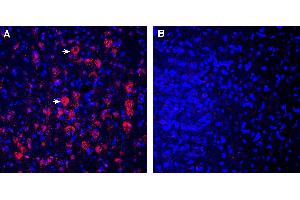 Expression of CD157 in rat parietal cortex.