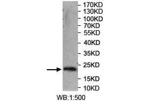 Western blot analysis of recombinant protein using SYT14 Antibody. (SYT14 antibody  (AA 272-459))