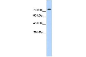 Pannexin 2 antibody used at 1. (Pannexin 2 antibody  (N-Term))