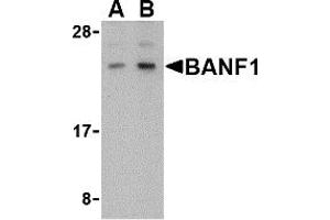 Western Blotting (WB) image for anti-Barrier To Autointegration Factor 1 (BANF1) (C-Term) antibody (ABIN1030282) (BANF1 antibody  (C-Term))