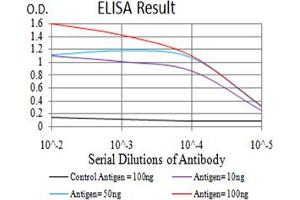 Fig. (IDH1 antibody  (AA 156-298))