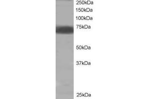 ABIN184604 staining (2µg/ml) of human muscle lysate (RIPA buffer, 35µg total protein per lane). (PTPN11 antibody  (C-Term))