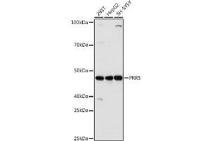 Western blot analysis of extracts of various cell lines, using PRR5 antibody (ABIN7269555) at 1:1000 dilution. (PRR5 antibody  (AA 109-388))
