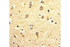 IHC analysis of FFPE human brain stained with SOX4 antibody (SOX4 antibody  (AA 269-297))