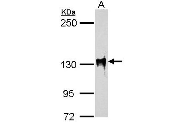 SF3B3 antibody  (C-Term)