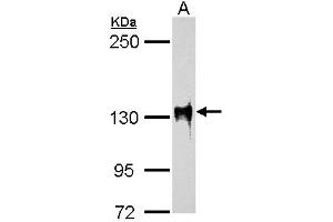 WB Image SAP130 antibody [C3], C-term detects SAP130 protein by western blot analysis.