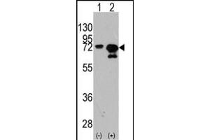 Western blot analysis of HSA (arrow) using rabbit polyclonal HSA Antibody  (ABIN391831 and ABIN2841674). (HSP70 1A antibody  (AA 503-532))