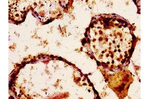 IHC image of ABIN7169929 diluted at 1:300 and staining in paraffin-embedded human testis tissue performed on a Leica BondTM system. (SCN9A antibody  (AA 1849-1988))