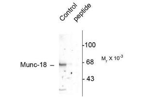 Image no. 1 for anti-Syntaxin Binding Protein 1 (STXBP1) (pSer515) antibody (ABIN372671) (STXBP1 antibody  (pSer515))