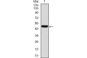 Western blot analysis using CBX1 mAb against human CBX1 (AA: 1-185) recombinant protein.