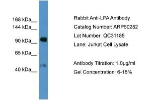 WB Suggested Anti-LPA  Antibody Titration: 0. (Lp(a) antibody  (N-Term))