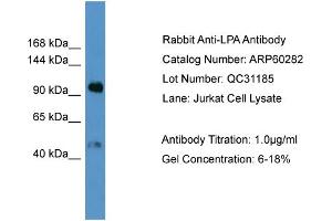 WB Suggested Anti-LPA  Antibody Titration: 0.