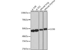 Western blot analysis of extracts of various cell lines, using CCR8 Rabbit mAb (ABIN1683150, ABIN3018779, ABIN3018780 and ABIN7101661) at 1:1000 dilution. (CCR8 antibody)