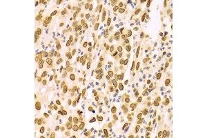 Immunohistochemistry (IHC) image for anti-Lamin A/C (LMNA) (AA 403-572) antibody (ABIN3020785)