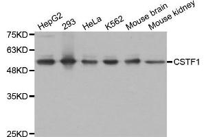 Western Blotting (WB) image for anti-Cleavage Stimulation Factor, 3' Pre-RNA, Subunit 1, 50kDa (CSTF1) antibody (ABIN1876944) (CSTF1 antibody)