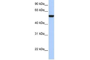 WB Suggested Anti-IFRD1 Antibody Titration: 0. (IFRD1 antibody  (Middle Region))