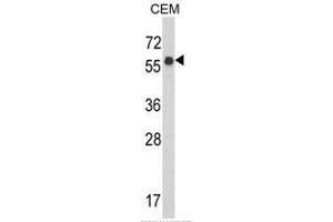 Western blot analysis of WDR1 Antibody (C-term) in CEM cell line lysates (35ug/lane). (WDR1 antibody  (C-Term))
