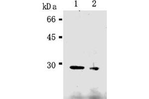 Western Blotting (WB) image for anti-Caspase 14, Apoptosis-Related Cysteine Peptidase (CASP14) antibody (ABIN567789) (CASP14 antibody)