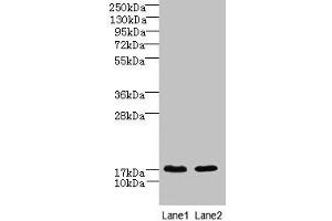 Western blot All lanes: CNIH4 antibody at 0. (CNIH4 antibody  (AA 78-117))