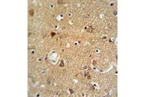 Immunohistochemistry analysis in formalin fixed and paraffin embedded brain tissue reacted with Oxytocin Antibody (Center) followed which was peroxidase conjugated to the secondary antibody and followed by DAB staining. (Oxytocin antibody  (Middle Region))