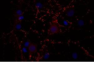 Indirect immunostaining of PFA fixed rat hippocampus neurons (dilution 1 : 500; red). (Synaptoporin antibody  (AA 250-265))