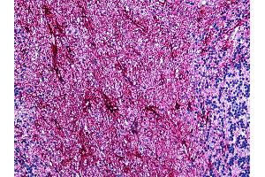 Anti-GFAP antibody IHC of human brain, cerebellum.