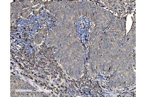 IHC analysis of P4HB using anti-P4HB antibody (ABIN7600075). (P4HB antibody  (AA 146-363))