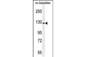 Western blot analysis in mouse bladder tissue lysates (35ug/lane). (Chordin antibody  (N-Term))