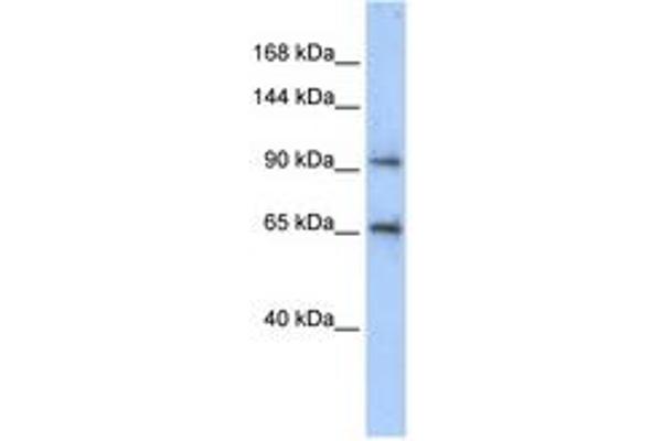 SPICE1 antibody  (AA 575-624)