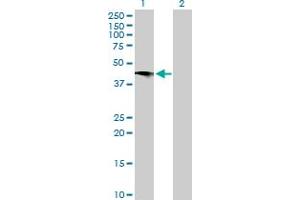 Western Blot analysis of C2CD2 expression in transfected 293T cell line by C2CD2 MaxPab polyclonal antibody.