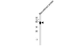 All lanes : Anti-His Tag Antibody at 1:2000 dilution Lane 1: recombinant protein with His tag lysate Lysates/proteins at 20 μg per lane. (His Tag antibody)