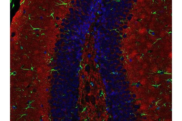 Synaptogyrin 1 antibody