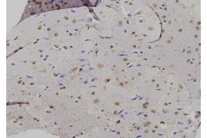 ABIN6276885 at 1/100 staining Mouse brain tissue by IHC-P. (GADD45A antibody  (N-Term))