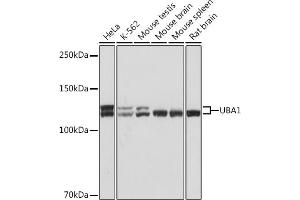 Western blot analysis of extracts of various cell lines, using UB Rabbit mAb (ABIN7271185) at 1:1000 dilution. (UBA1 antibody)