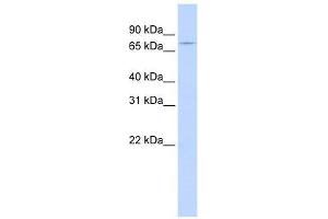Western Blot showing GTPBP1 antibody used at a concentration of 1-2 ug/ml to detect its target protein. (GTPBP1 antibody  (N-Term))