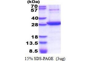SDS-PAGE (SDS) image for 5'-Nucleotidase, Ecto (CD73) (NT5E) (AA 27-252) protein (His tag) (ABIN5853510)