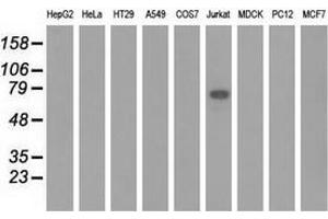 Western blot analysis of extracts (35 µg) from 9 different cell lines by using anti-KLHL2 monoclonal antibody. (KLHL2 antibody  (AA 1-100, AA 494-593))