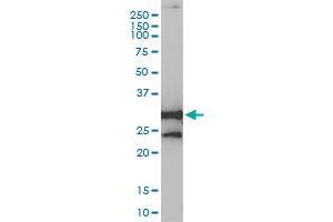 Western Blotting (WB) image for anti-NAD(P)H Dehydrogenase, Quinone 1 (NQO1) (AA 1-274) antibody (ABIN560604)