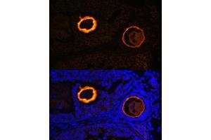 Immunofluorescence analysis of mouse oophoroma cells using ZP3 antibody (ABIN6134464, ABIN6150536, ABIN6150538 and ABIN6217045) at dilution of 1:100. (Zona Pellucida Glycoprotein 3 antibody  (AA 250-350))