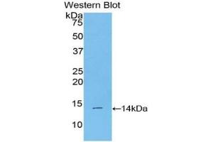 Detection of Recombinant BMP2, Mouse using Polyclonal Antibody to Bone Morphogenetic Protein 2 (BMP2) (BMP2 antibody  (AA 281-394))