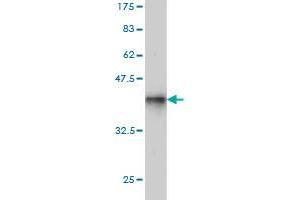 Western Blot detection against Immunogen (37. (SHMT1 antibody  (AA 374-482))